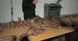 New dinosaur discovered in South Africa